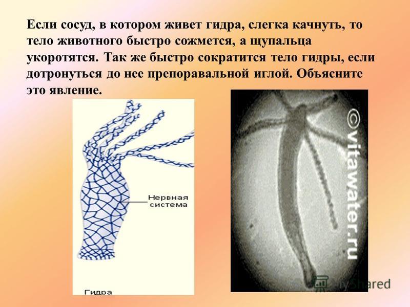 Kraken пользователь не найден при входе